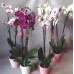 Orquídea Phalaenopsis + vaso decorativo