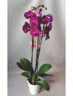 Orquídea Phalaenopsis + vaso decorativo