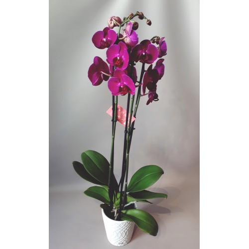 Orquídea Phalaenopsis + vaso decorativo