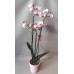 Orquídea Phalaenopsis + vaso decorativo