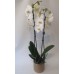 Orquídea Phalaenopsis Branca + vaso decorativo